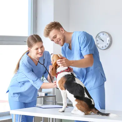 Soins veterinaires