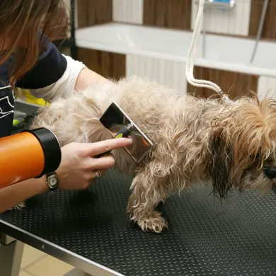 Toilettage du chien