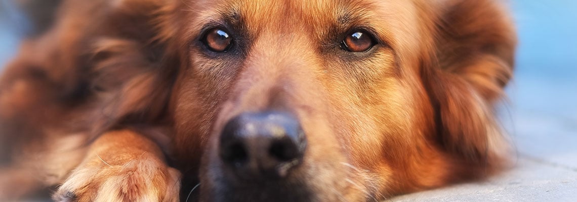 chien peureux