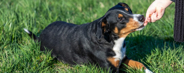 éducateur canin