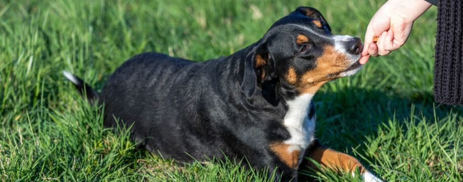 éducateur canin