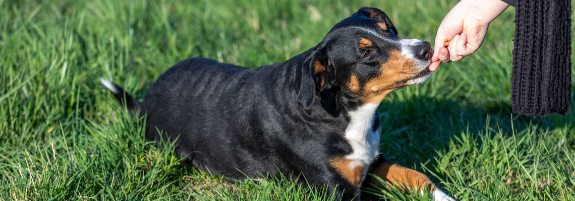 éducateur canin