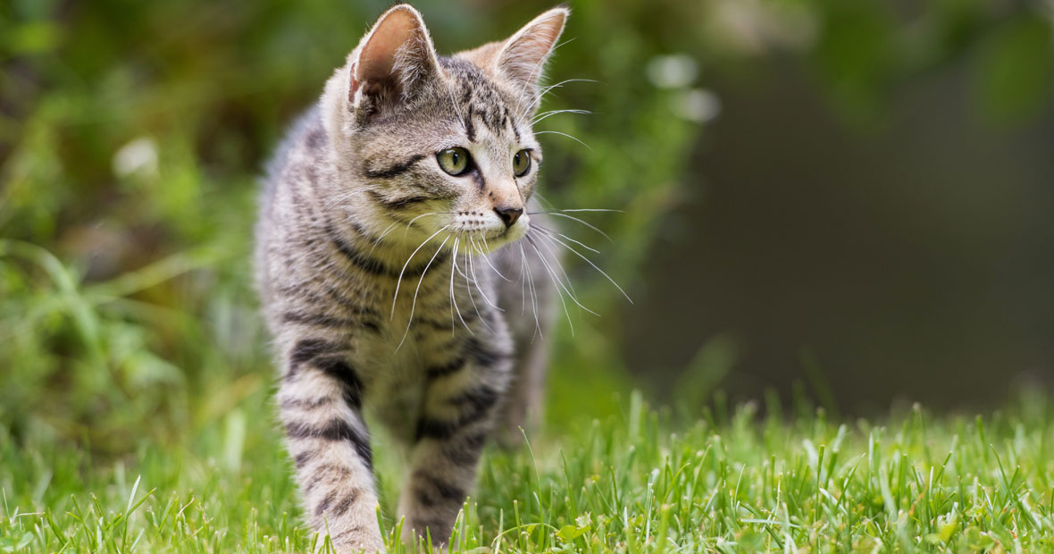 articulaires les chats